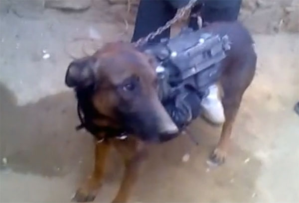 captured SAS dog